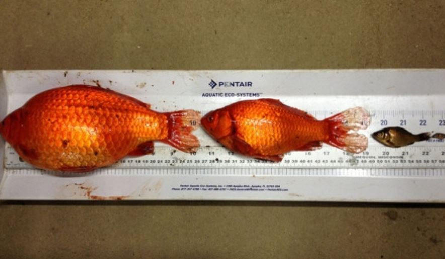 1 goldfish