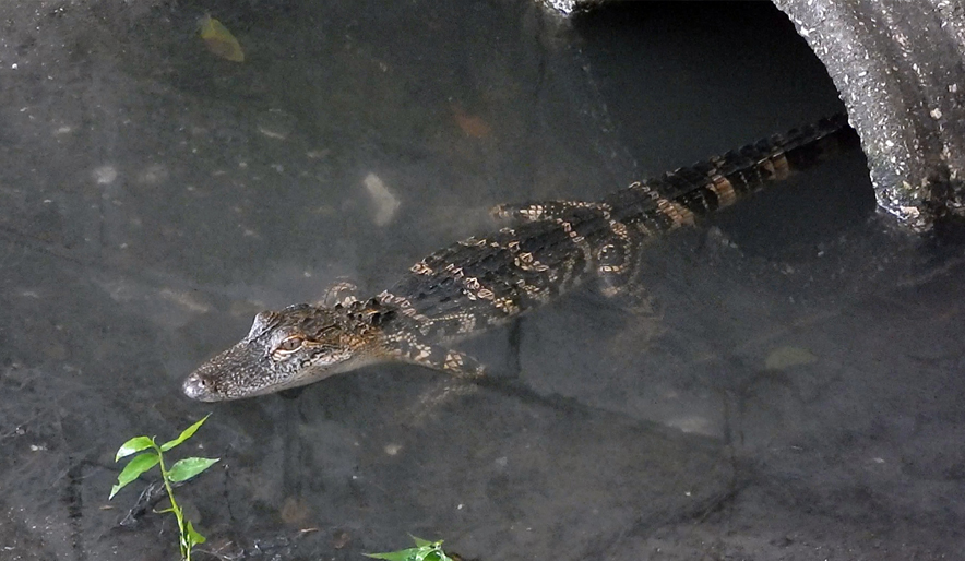 3 alligator