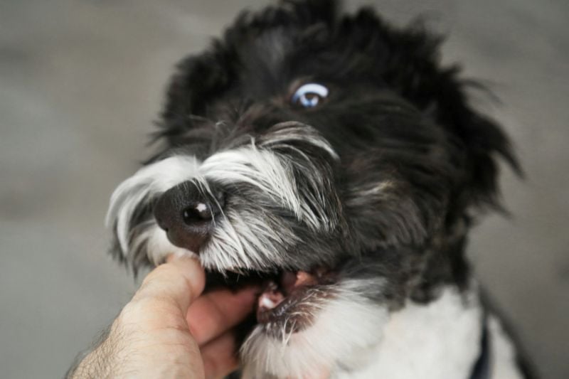What Victims Should Know About Dog Owner Liability