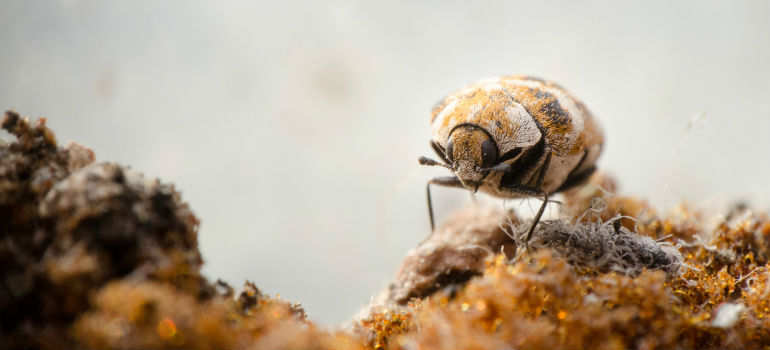 Get Rid of Carpet Beetles