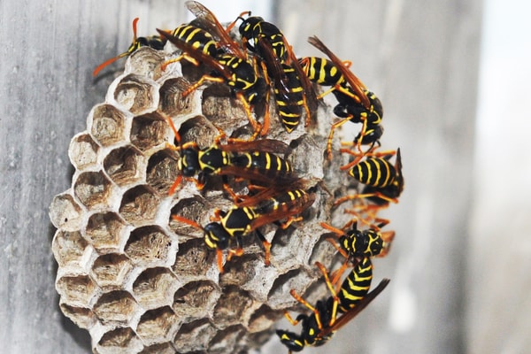 How to Remove Wasp Nest Naturally