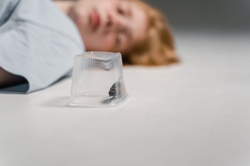 The Pest Problems Homebuyers Should Look for During a Walkthrough