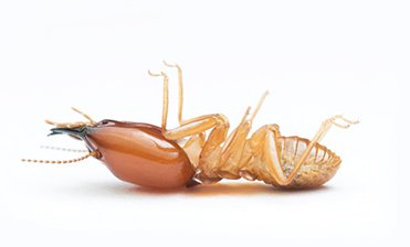Termites control
