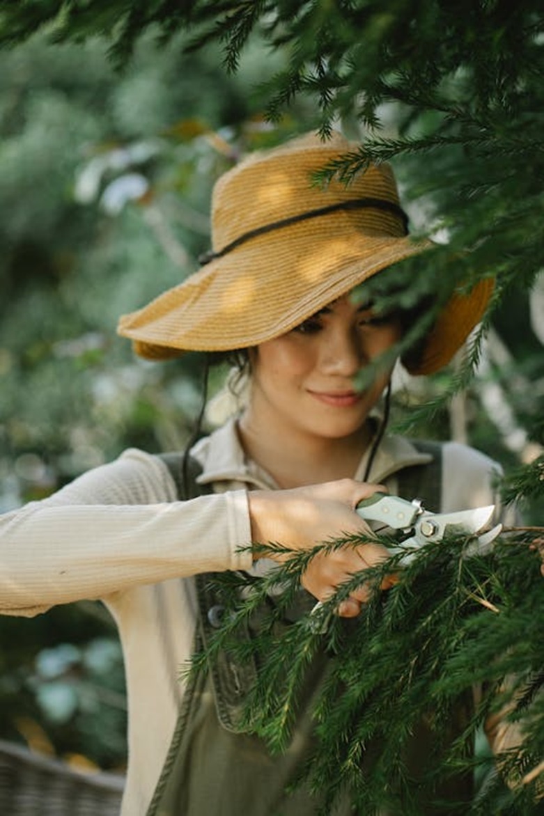Woman trimming tree