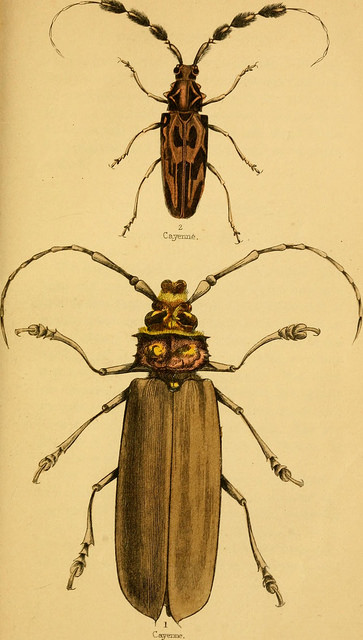 adult beetles