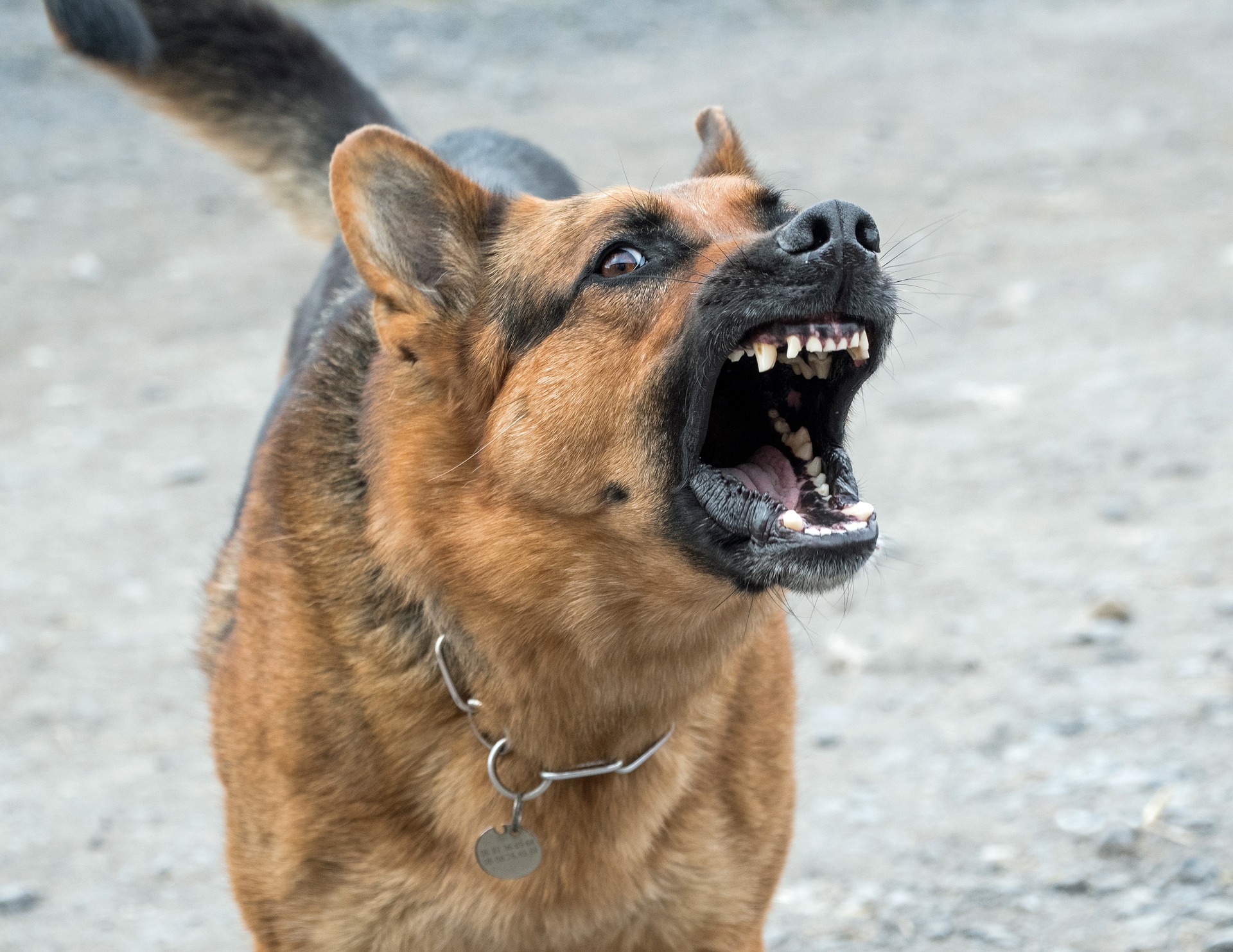 dog-barking.jpg