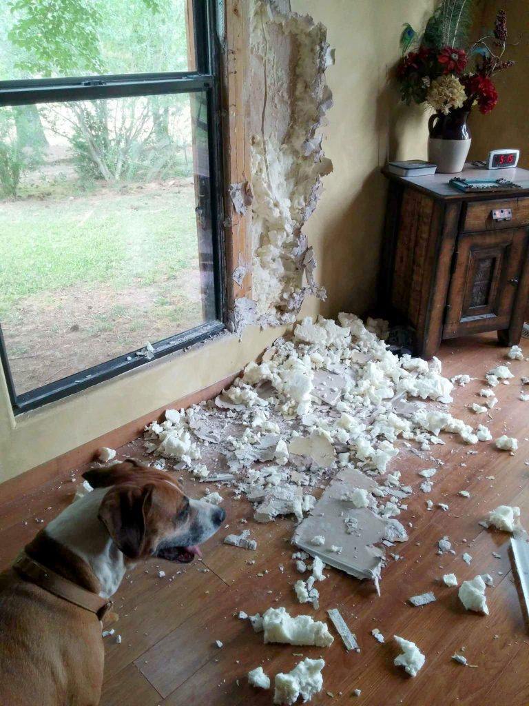 dog destroy wall