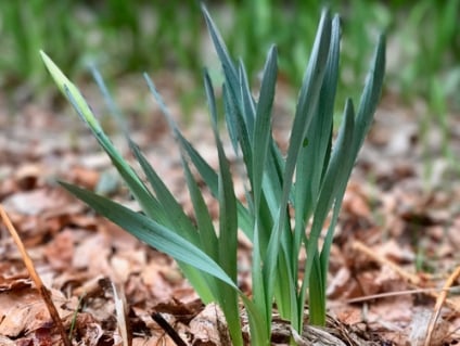How to Add a Personal Touch to Your New Garden