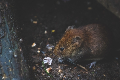 12 Home Improvement Projects That Will Help Keep Your Home Pest Free