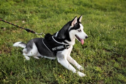 Can a Dog Walker Be Held Liable for a Bite Incident?