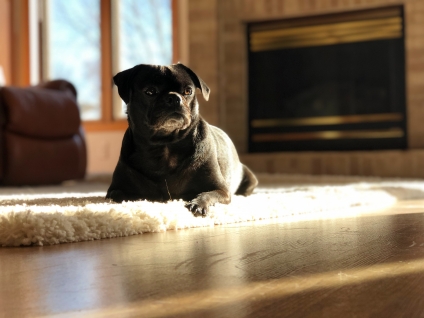 Tips to Prevent Pets From Damaging the Home