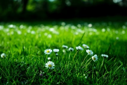 Nice and Clean: A Guide to Keeping That Lawn Clean