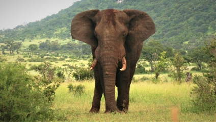 Ask Denise: Addressing the Elephant