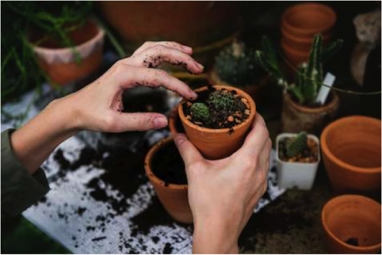 5 Ways a Home Garden Can Boost the Aesthetic Value of Your House
