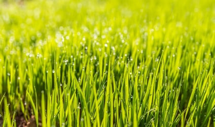 Lawn Care For The Fall: Essential Tips to Follow