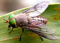 How to Get Rid of Horse Flies?