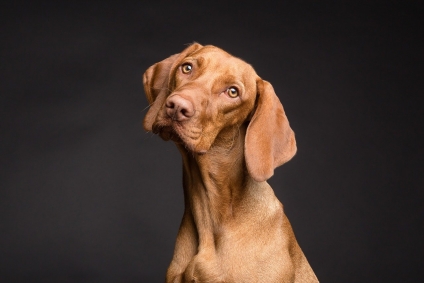 Ask The HOA Expert: Policies To Exclude Certain Categories Of Dogs