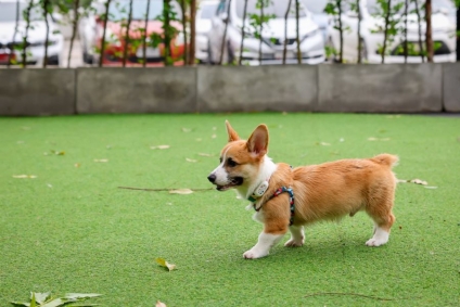 5 Smart Home and Garden Improvements For Pet Owners