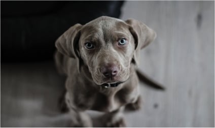 How to Find Housing That Will Suit Your Pet's Needs Too