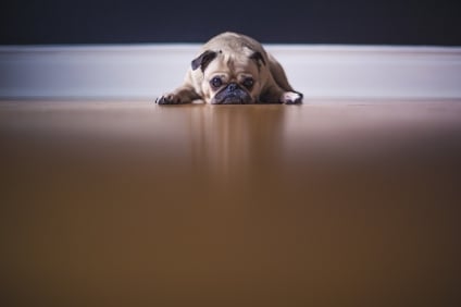 Have a Dog? Be Careful What—and Where—You Buy.