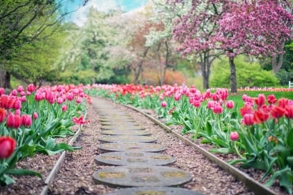 How to Create a Budget Garden