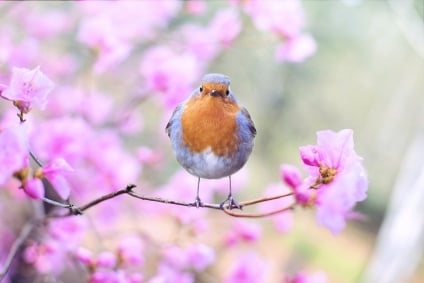Ask Denise: Branding with Birds?