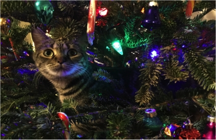 Yes, You Can Have a Christmas and a Pet! Smart Solutions to Keep Everyone Safe and Happy