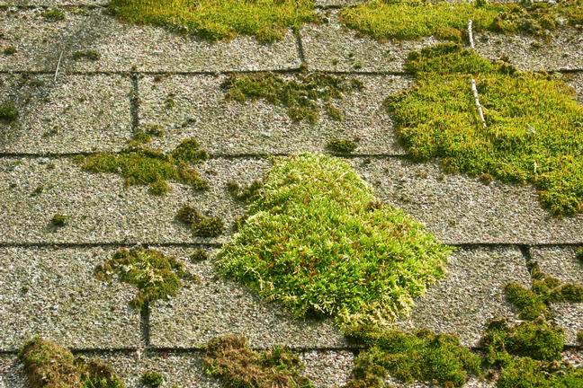 roof moss