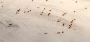 The Effects of a Pest Infestation in Your Home