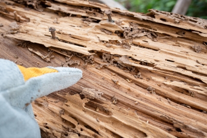 Things Homeowners Should Know About Termites In 2023