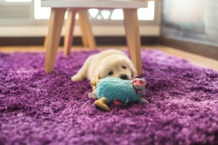 Pet-Friendly Rug Fabrics: A Guide for Sydney Pet Parents on Choosing the Right Materials