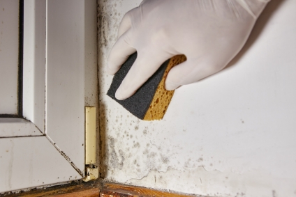 What Are the Common Signs of Mold in a House?