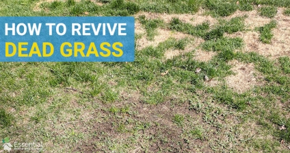 Revive Dead Grass