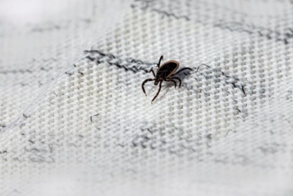 The Invisible Invitation: How Your Habits Might Be Attracting Flea and Tick Infestations