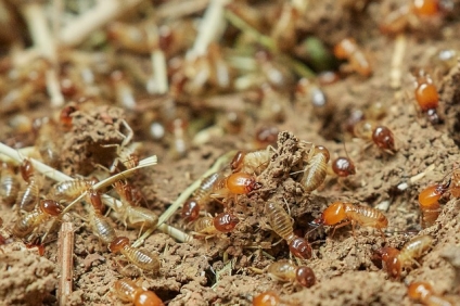 Do Termites Like Water?