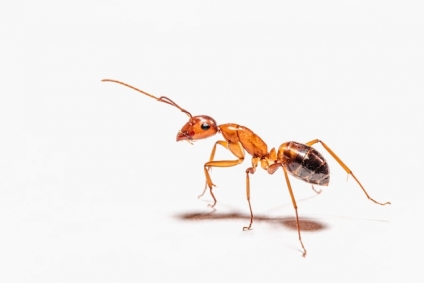 Ant Infestation? Here's How to Deal with it in Gaithersburg Maryland