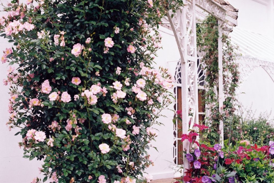 5 Top Tips to Consider When Buying Garden Arches