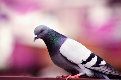 How to Keep Pigeons Out of Your Garden