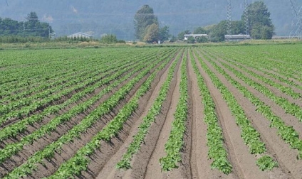 Rising Land Values Threaten Viability Of Canadian Farms, Says Senate Report