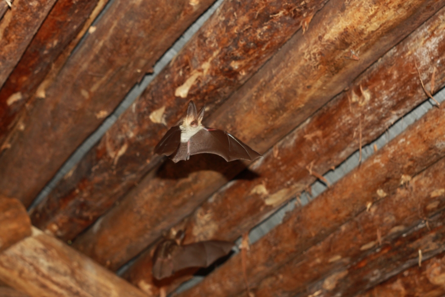 Bat Control: Damages Bats Can Do To Your Home