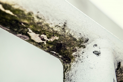 What is black mould and how to get rid of it?