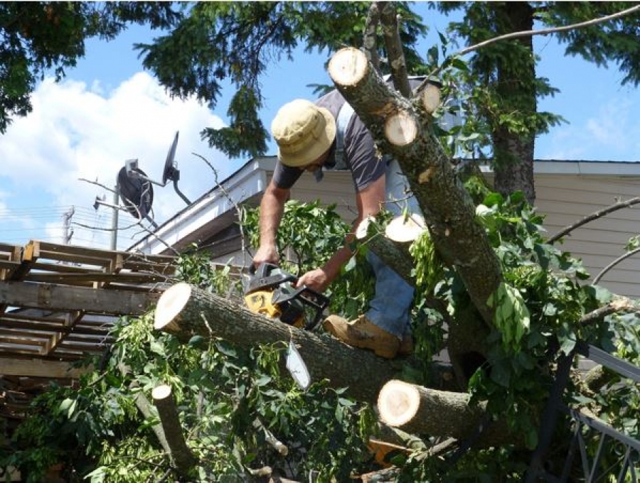 All Things Tree Services Tree Removal