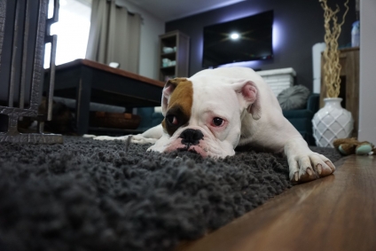 8 Tips to Make Your Home a Pet Haven